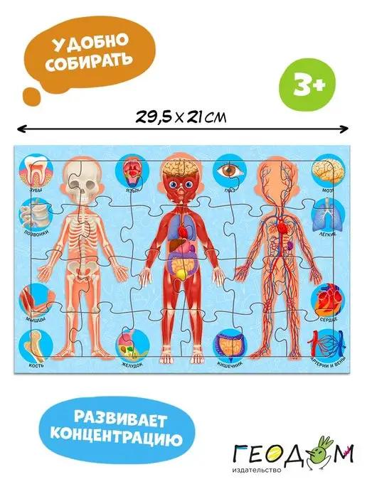 ГЕОДОМ | Развивающий пазл дл детей. Тело человека