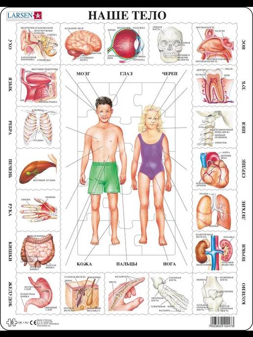 Пазл «Наше тело» 35 эл. OB1