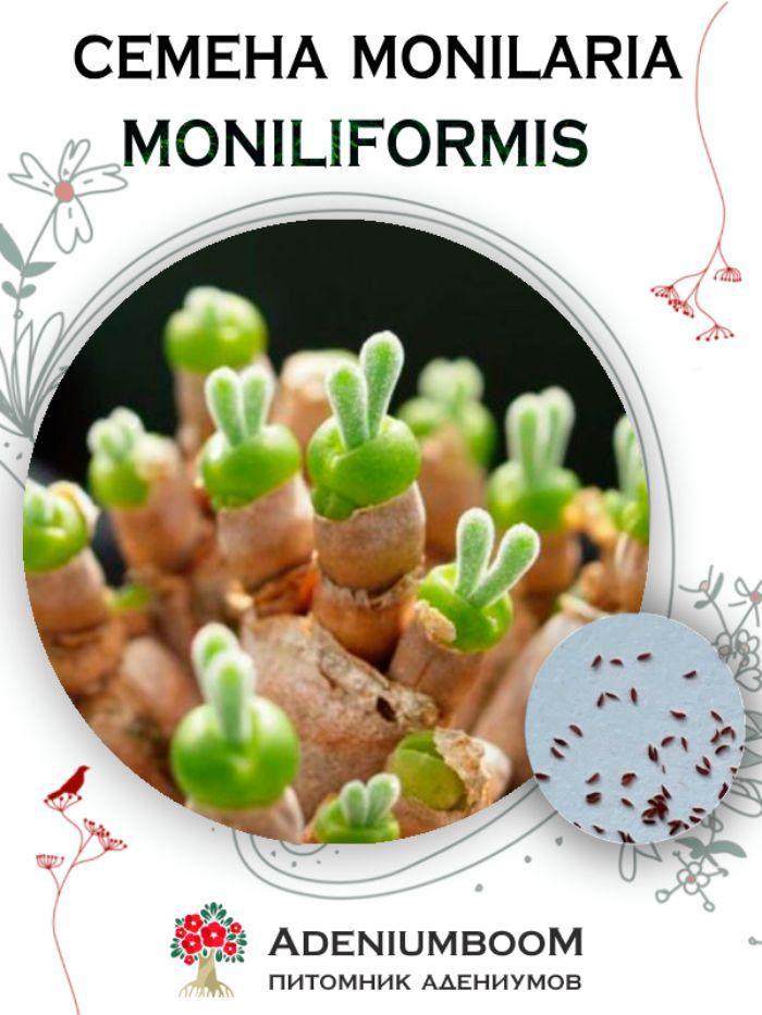 Семена Monilaria Moniliformis (5 шт.) / Монилария Ожерельевидная, семена редких экзотических комнатных растений