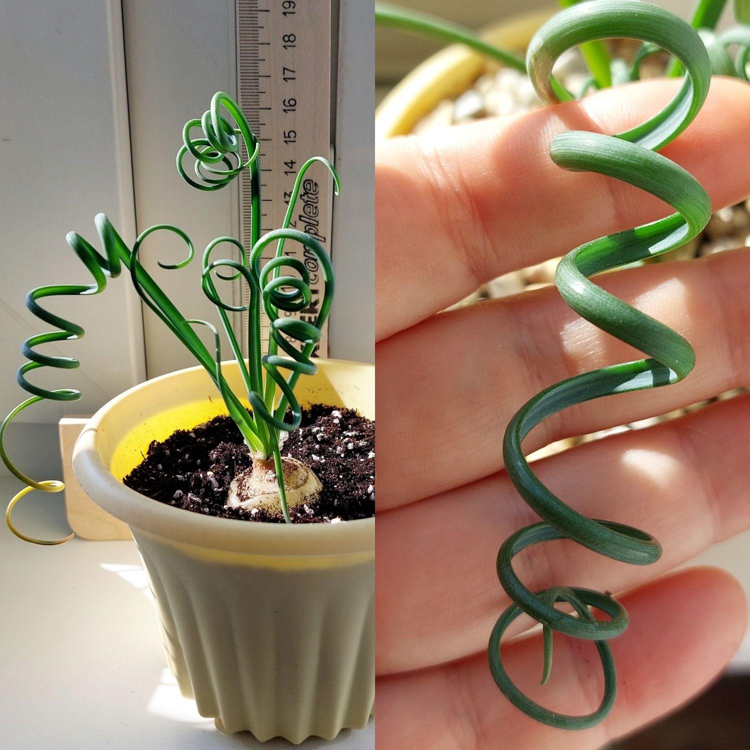 Альбука спиральная Albuca spiralis, семена (5 шт) Луковичный суккулент