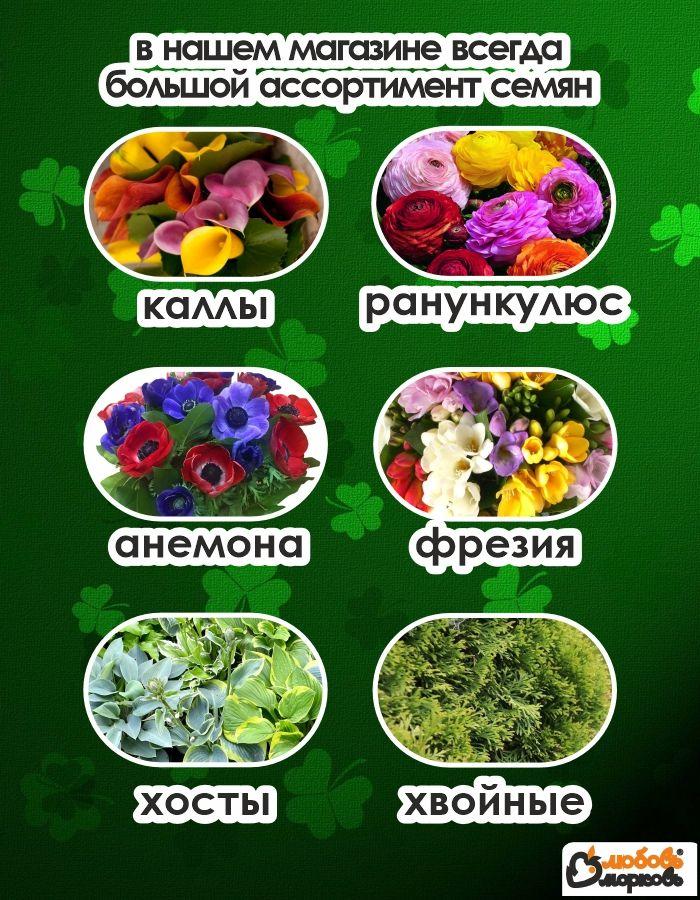 https://cdn1.ozone.ru/s3/multimedia-1-3/7088906847.jpg