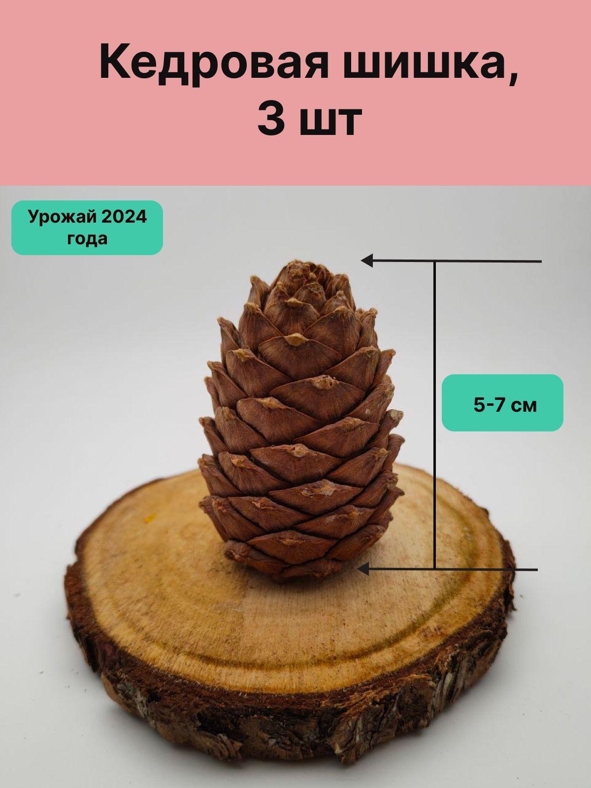 Кедровая шишка 3шт. Урожай 2024г.