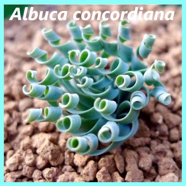 Семена Альбука - Albuca concordiana (2 шт.)