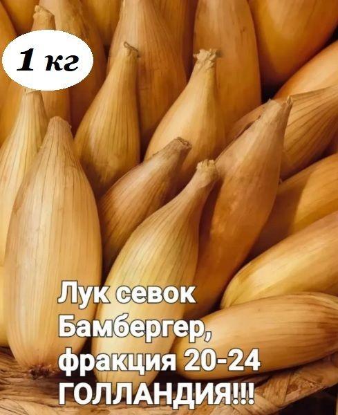 Нидерланды Луковицы,1кг