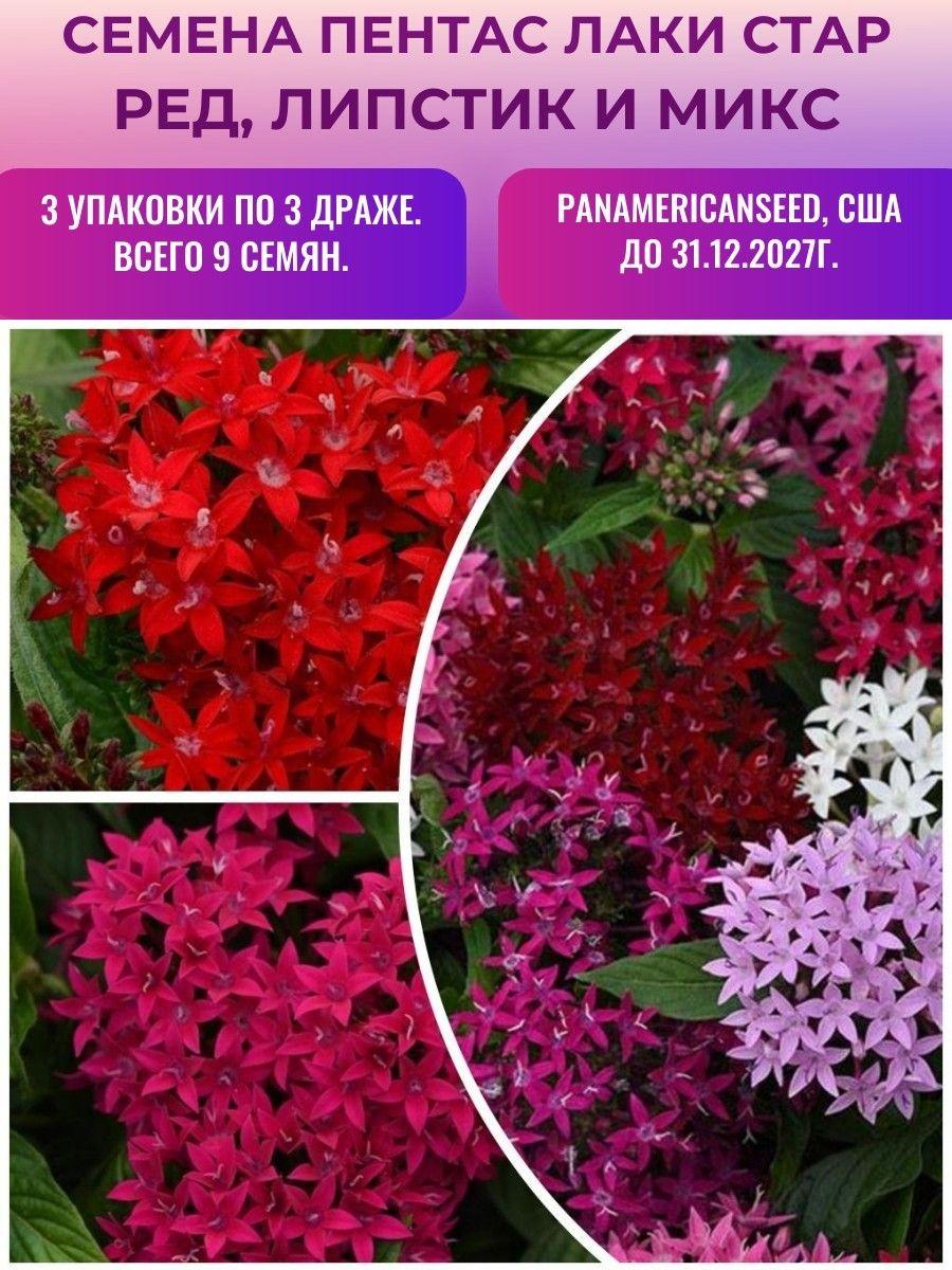 Пентас Лаки Стар 3 упаковки по 3 драже. Ред, Липстик, Микс. PanAmericanSeed, США