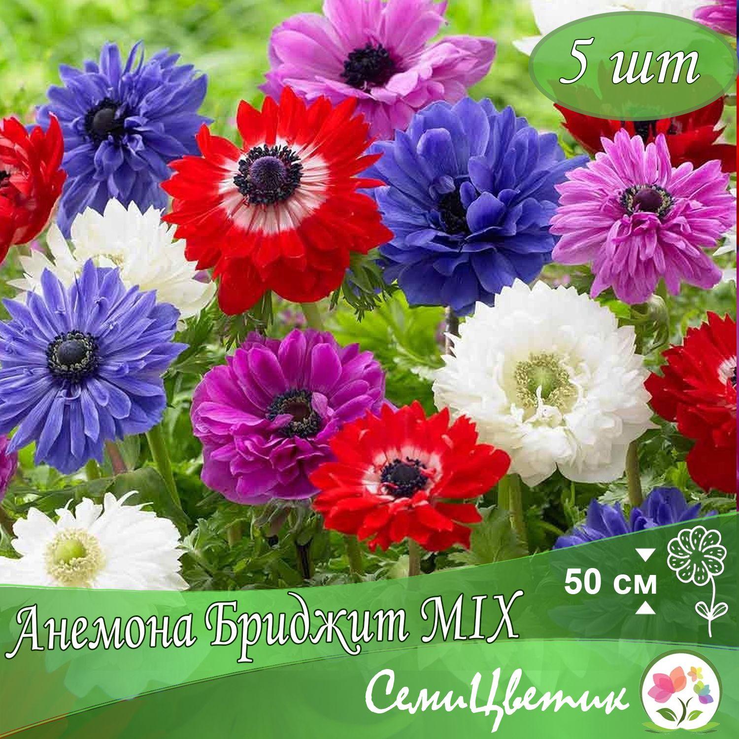 Луковицы Анемона Бриджид MIX (5 шт.)