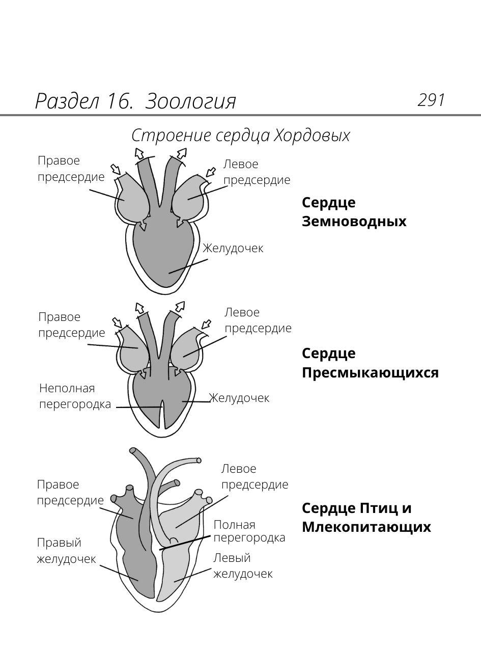 https://cdn1.ozone.ru/s3/multimedia-1-7/6945631999.jpg