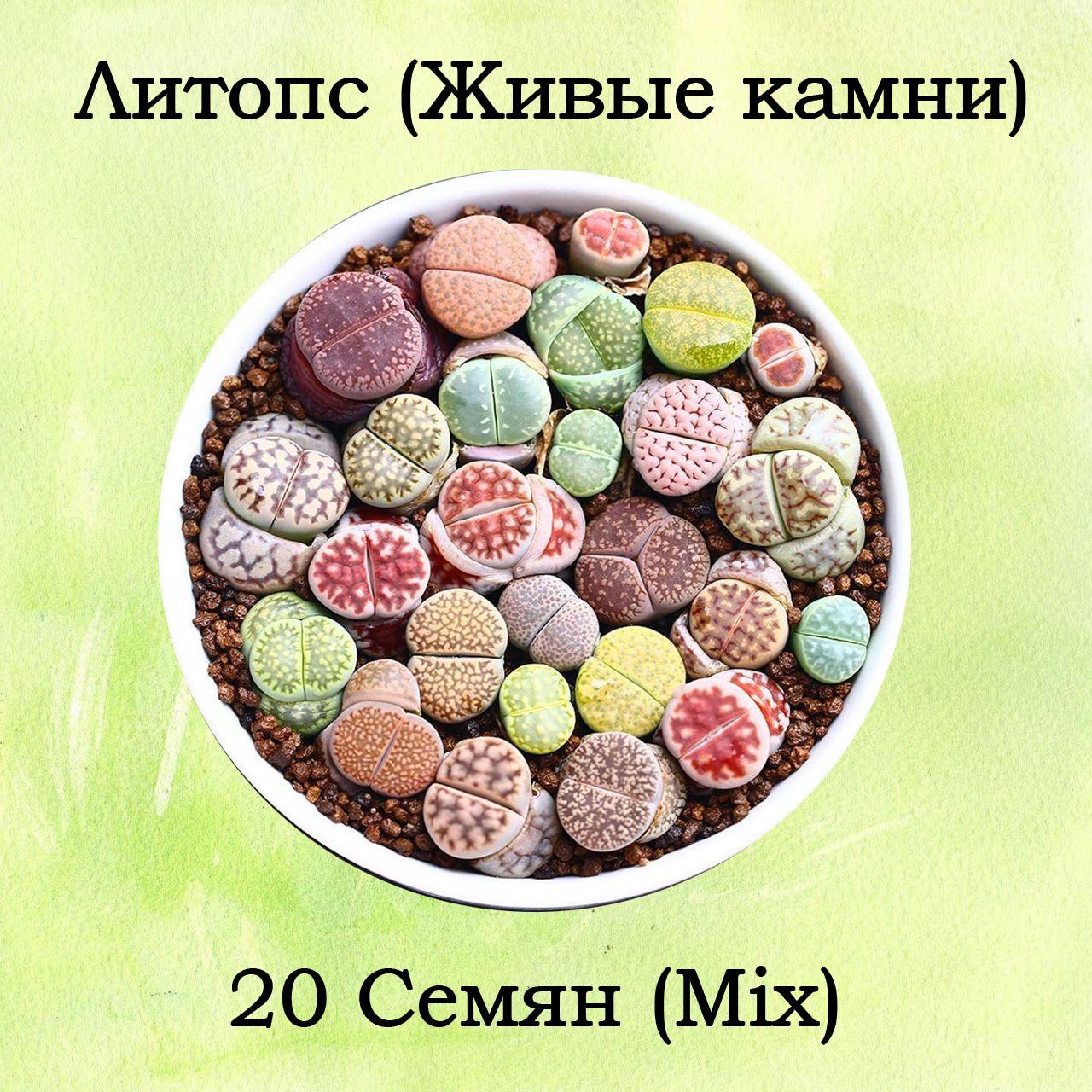 Семена Литопс, (Lithops) 20 штук, суккуленты, Живые камни, Микс семян