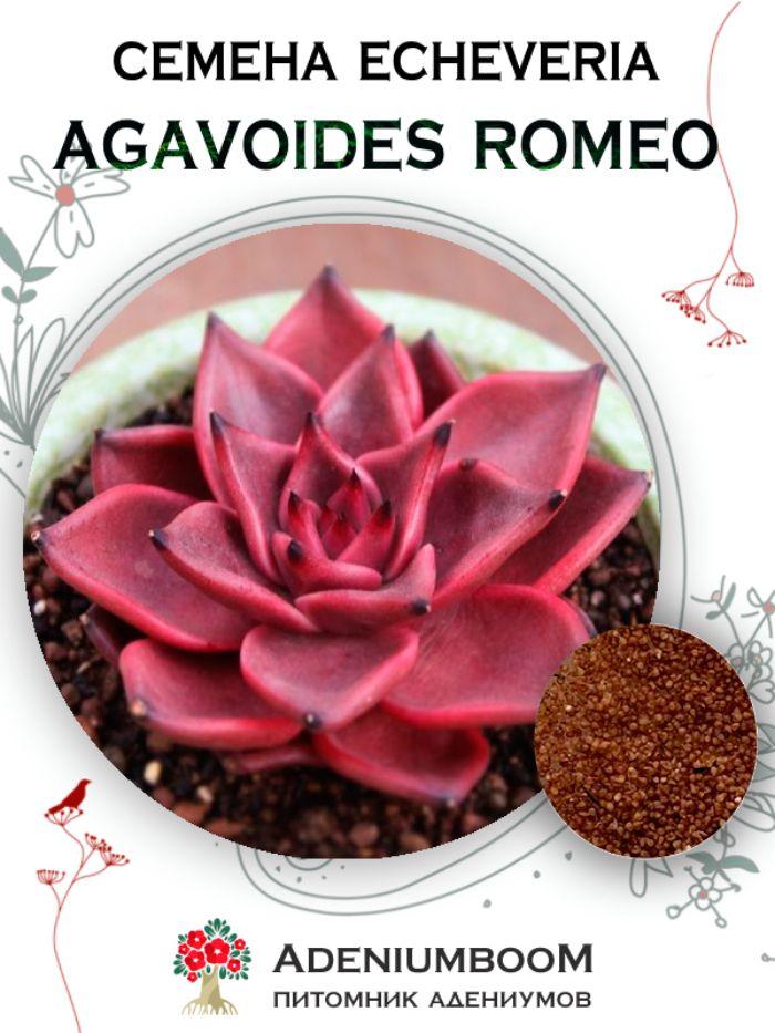 Семена Echeveria Agavoides Romeo (5 шт.) /Эхеверия Агавовидная Ромео, семена редких экзотических комнатных растений