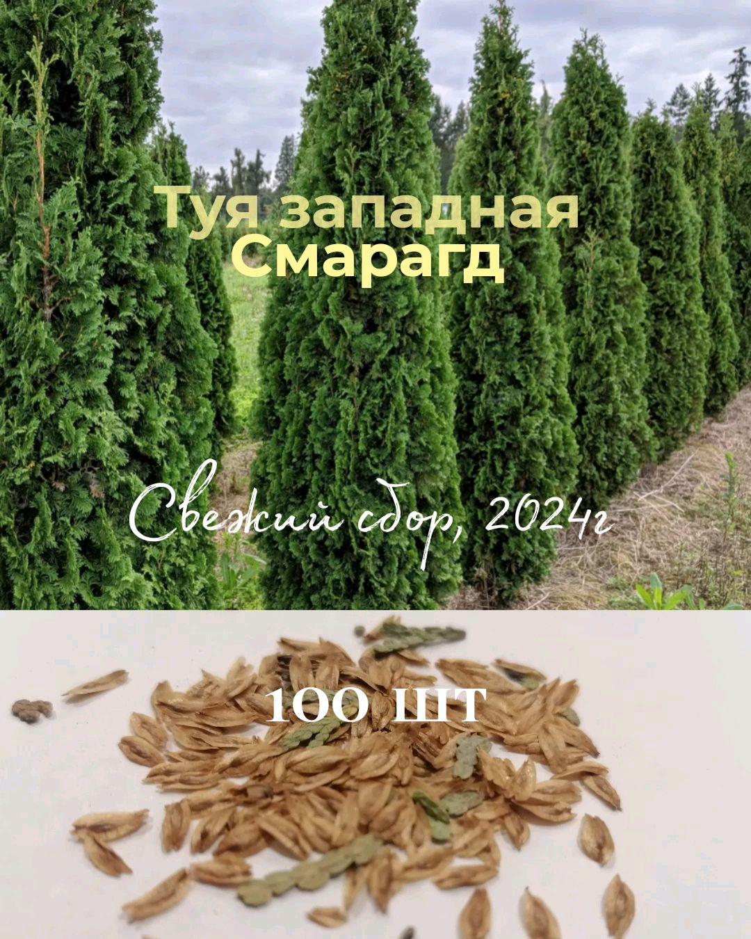 Туя западная Смарагд, Семена 100 штук. Свежий сбор - 2024г, с подробной инструкцией