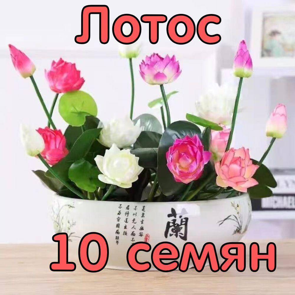 Лотос орехоносный семена - 10 шт