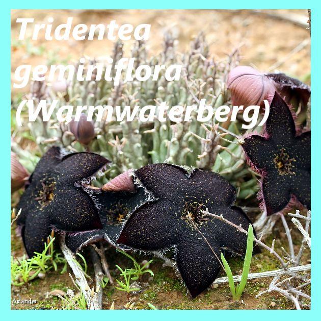 Тридентея (стапелия) геминифлора - Tridentea geminiflora (Warmwaterberg) (2 шт.)