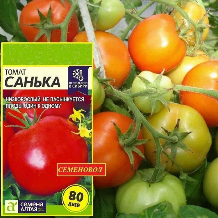 Томат САНЬКА - Низкорослый, ультраранний и суперурожайный! / Семена 0,1гр. - Агрофирма Семена Алтая