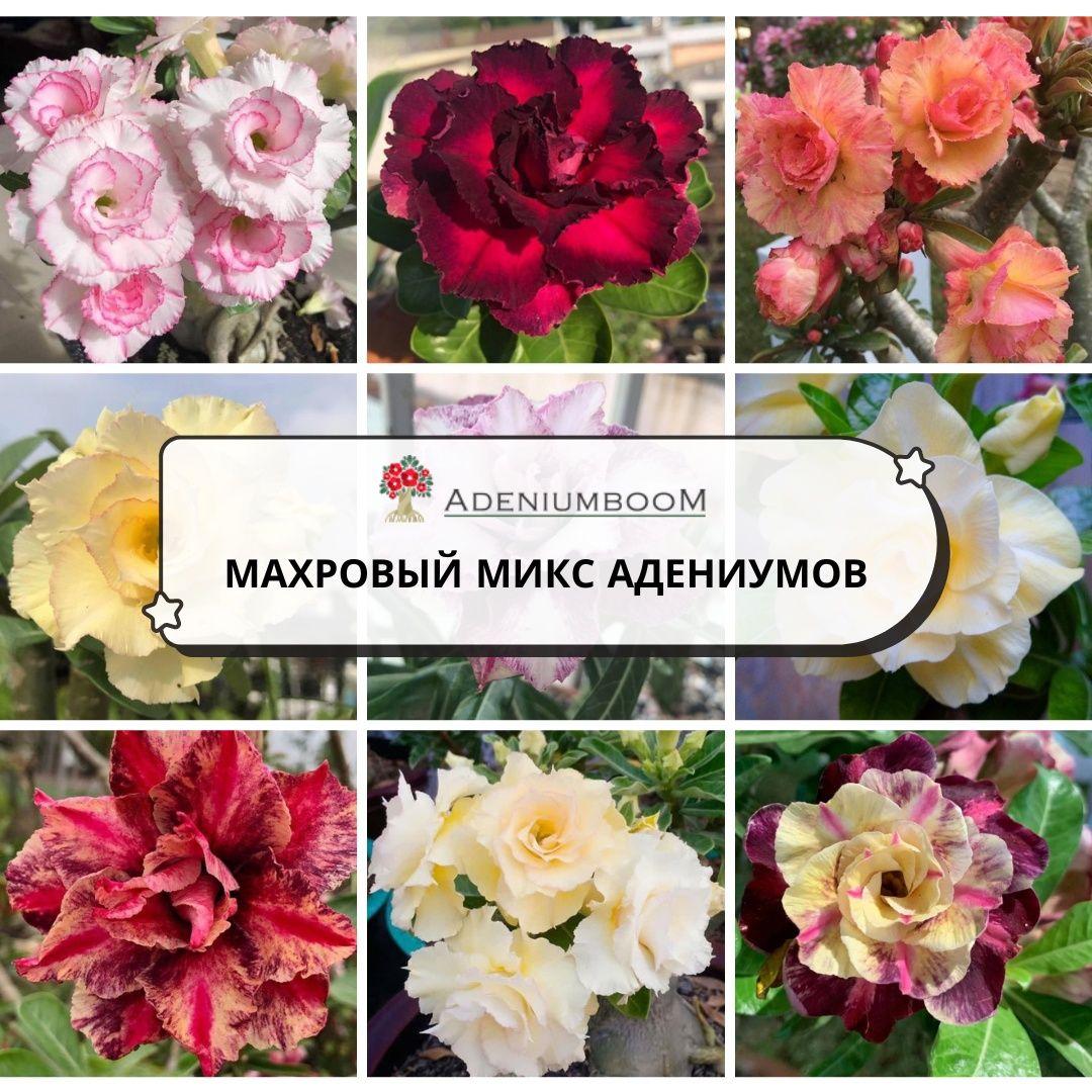 Семена Адениума Обесум МАХРОВЫЙ MIX, 10 семян / микс махровых семян адениума 10 шт.