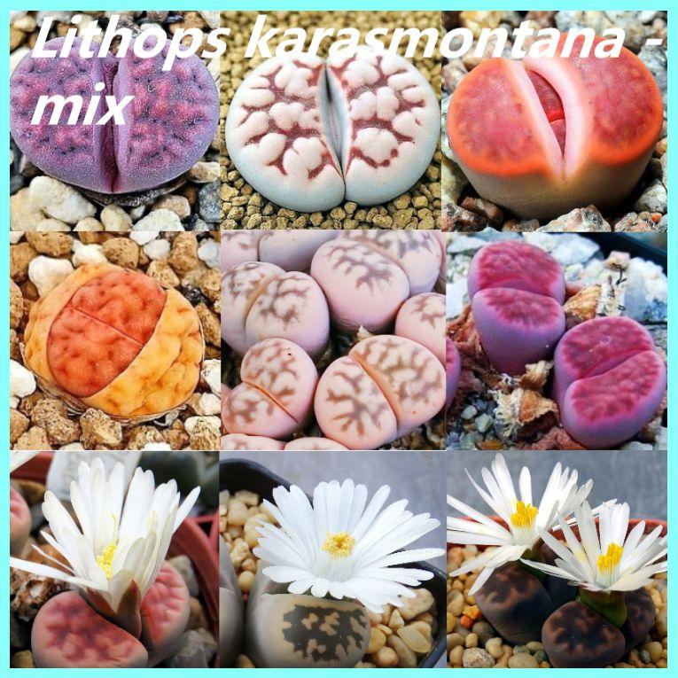 Семена Литопсы - Lithops karasmontana - mix (10 шт. сорт ЮАР)