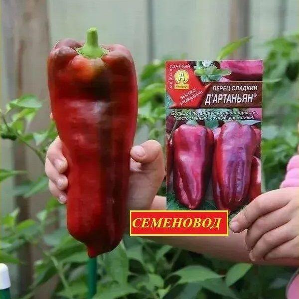 Перец Д'Артаньян сладкий - Высокопродуктивный крупноплодный сорт! / Семена 20 сем - Агрофирма АЭЛИТА