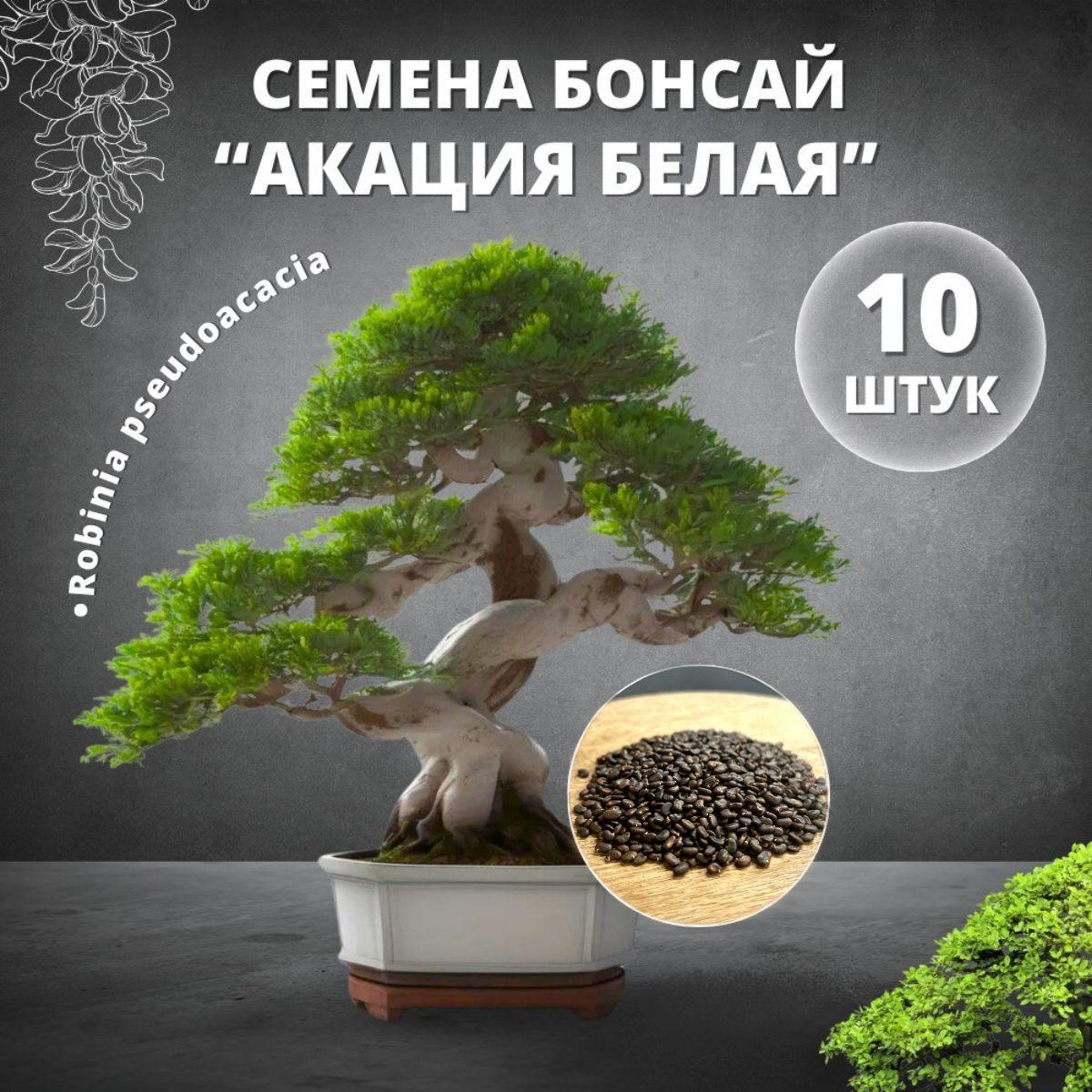 Семена бонсай "Акация Белая", 10 шт (лат. Robinia pseudoacаcia).