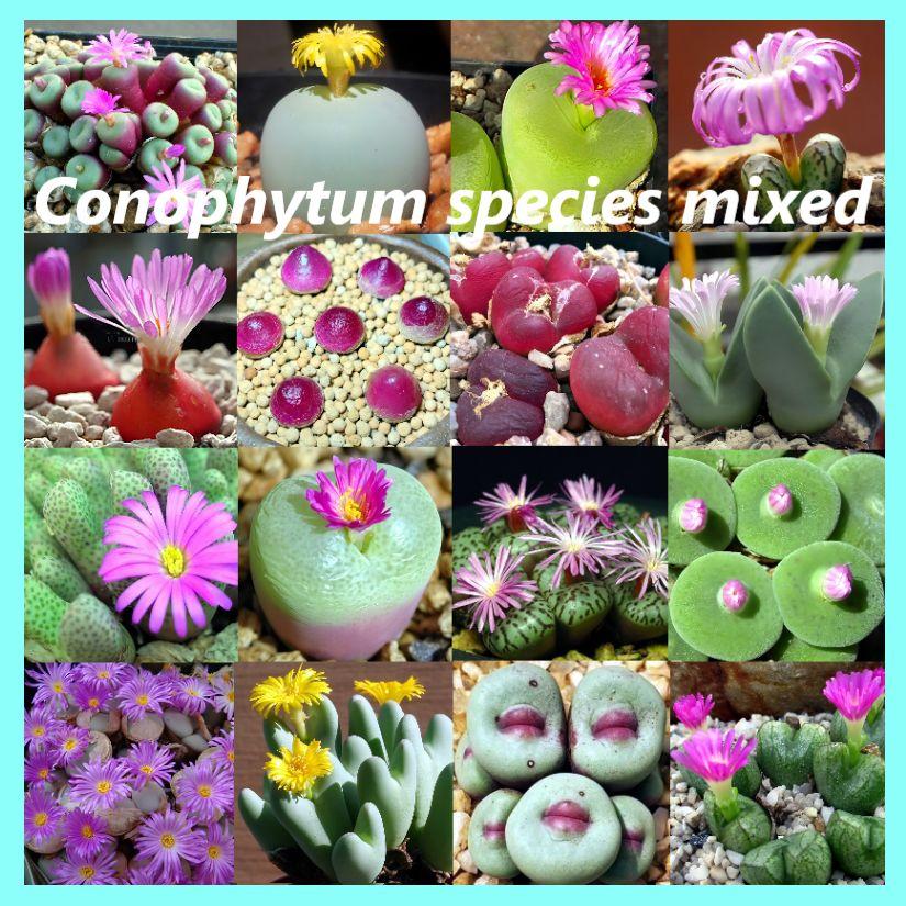 Семена Конофитум микс- Conophytum species mixed (10 шт.) Редкие суккуленты.