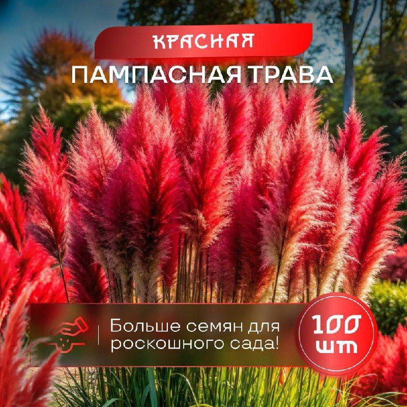 Пампасная трава кортадерия красная семена 100 шт