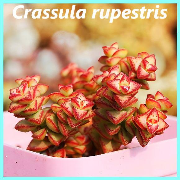 Семена Крассула - Crassula rupestris ( 10 шт.), суккуленты.