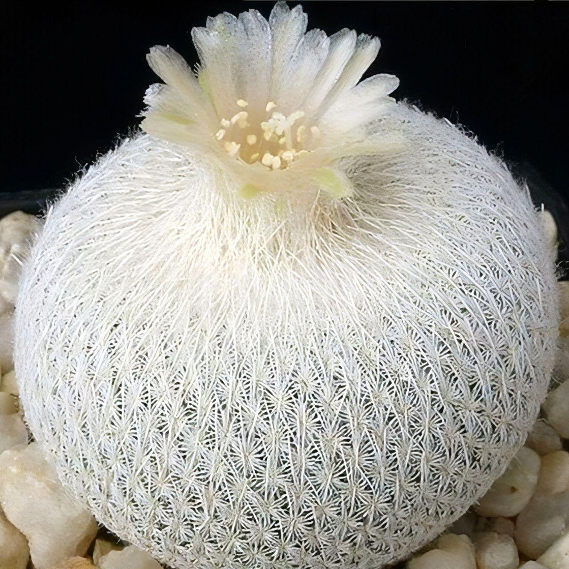 Семена кактуса - Epithelantha micromeris SB 125 (10 шт.)