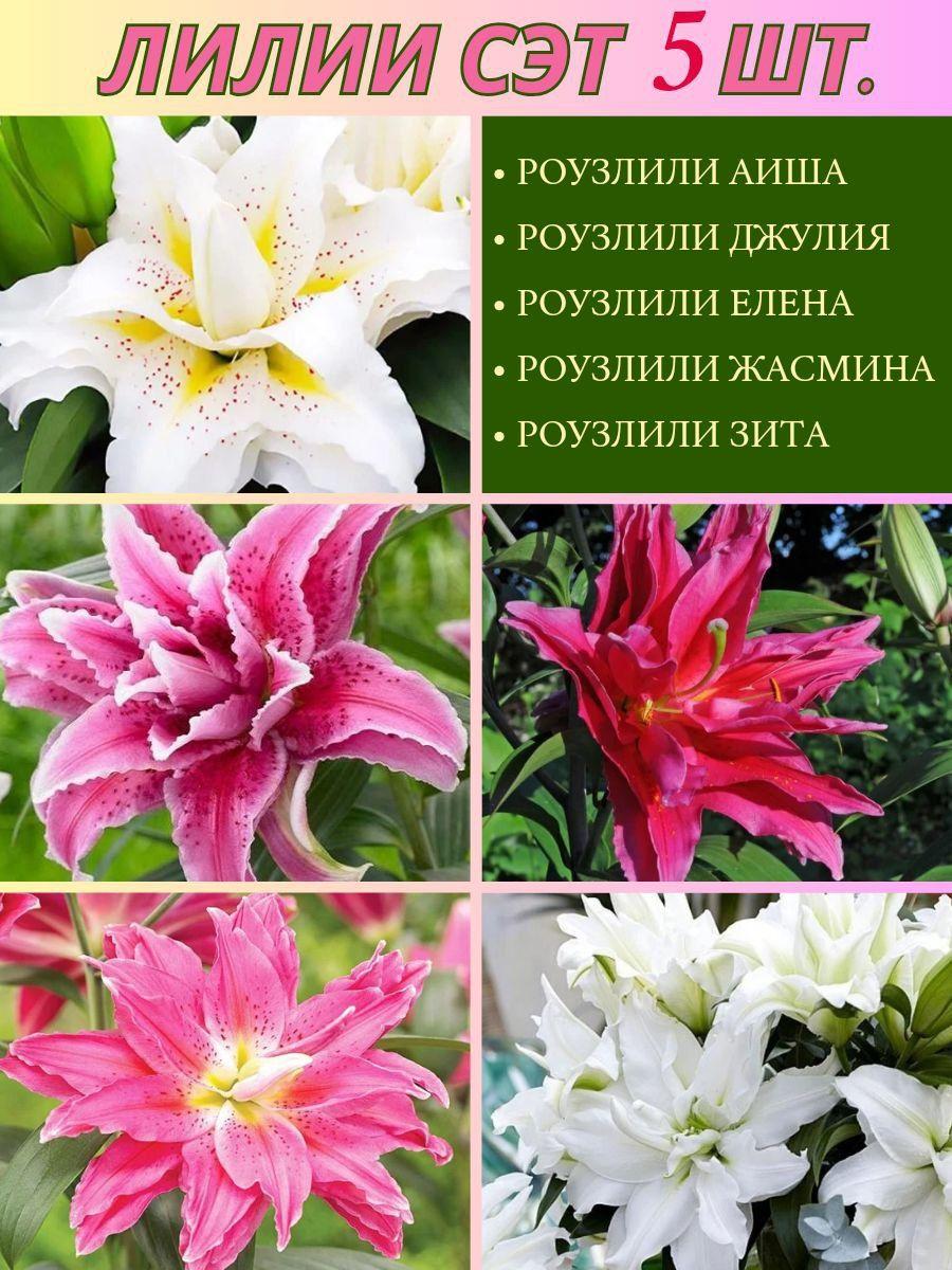 Magic Blooming Garden | Magic Blooming Garden Луковицы,0.2кг