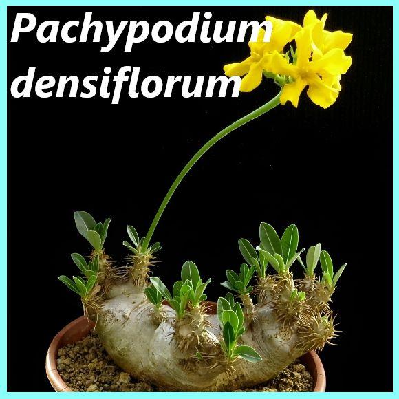 Семена Пахиподиум густоцветковый - Pachypodium densiflorum (3 шт.) Каудексное растение.