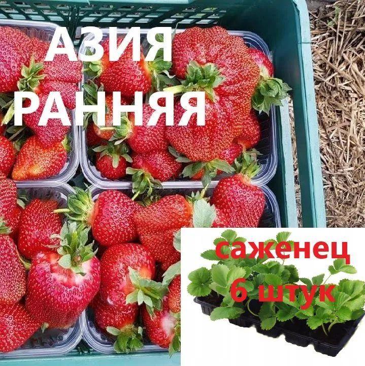 Клубника Азия (Ранняя) Крупноплодная 20 штук саженцев