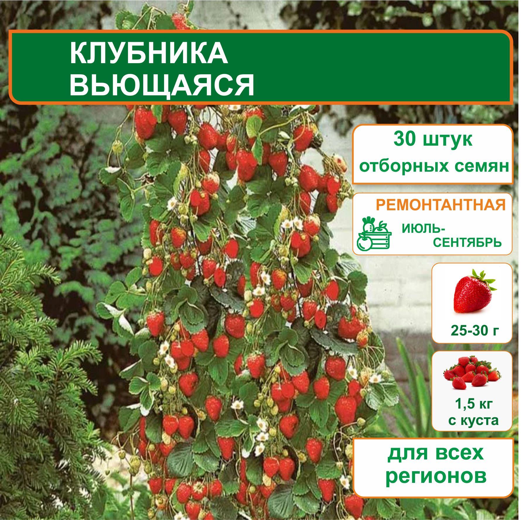 Клубника Вьющаяся, семена 30 шт