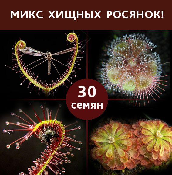 Семена 30 шт. Росянки МИКС (умеренный климат и тропики)