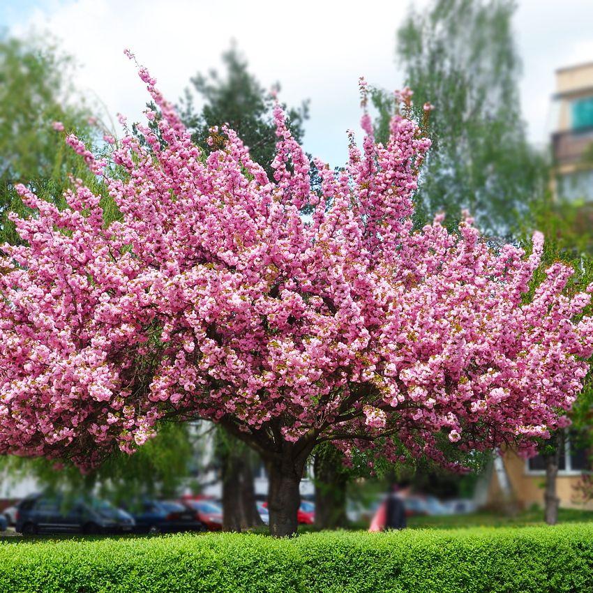 Сакура Японская Вишня, Семена, 5 шт