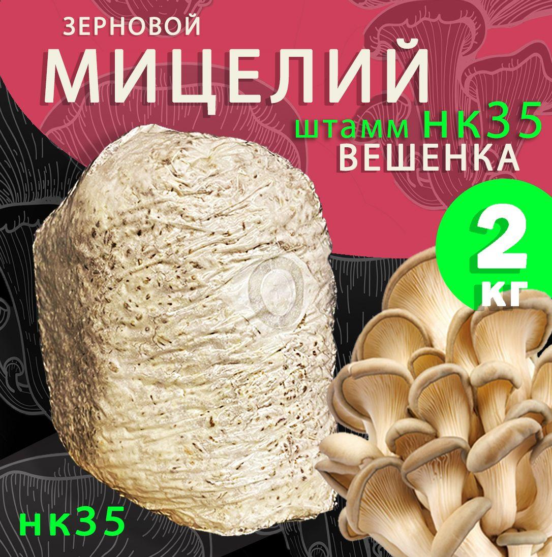 Мицелий грибов вешенка зерновой (штамм НК35) - 2 кг.