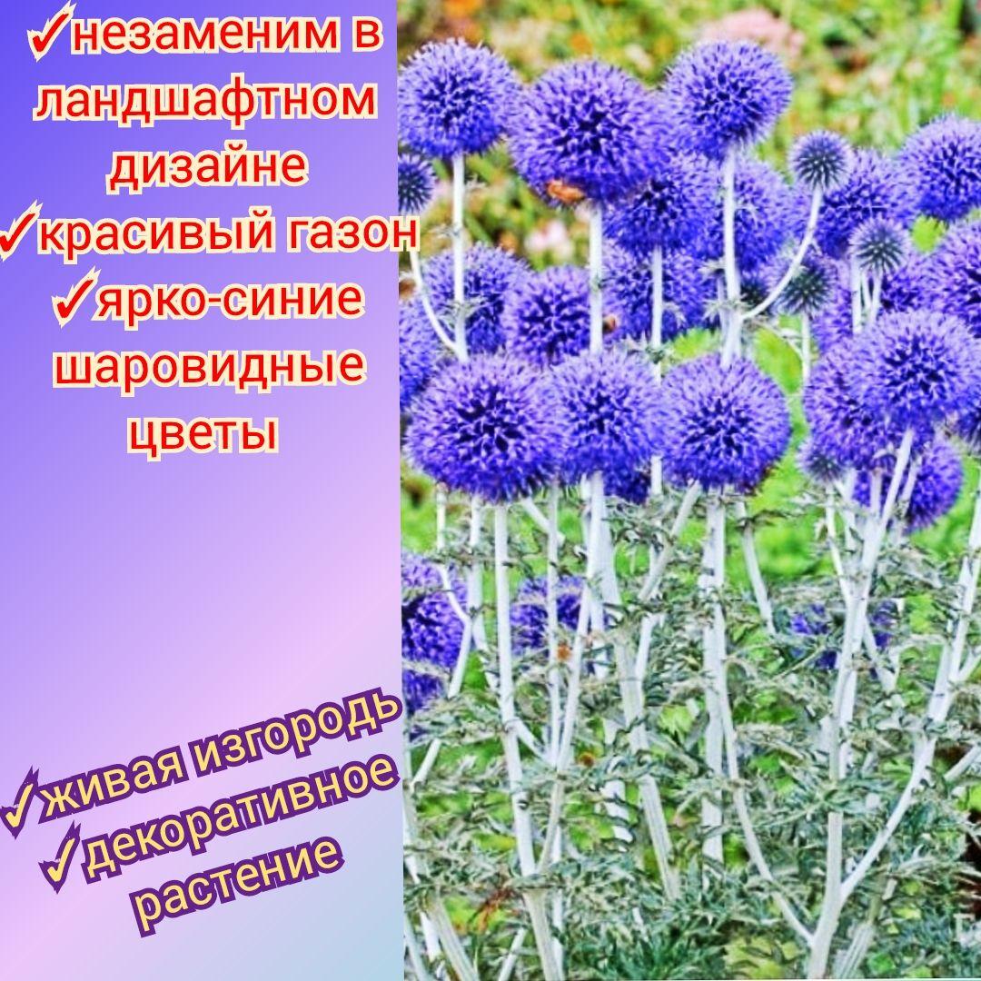 https://cdn1.ozone.ru/s3/multimedia-1-m/6912103774.jpg