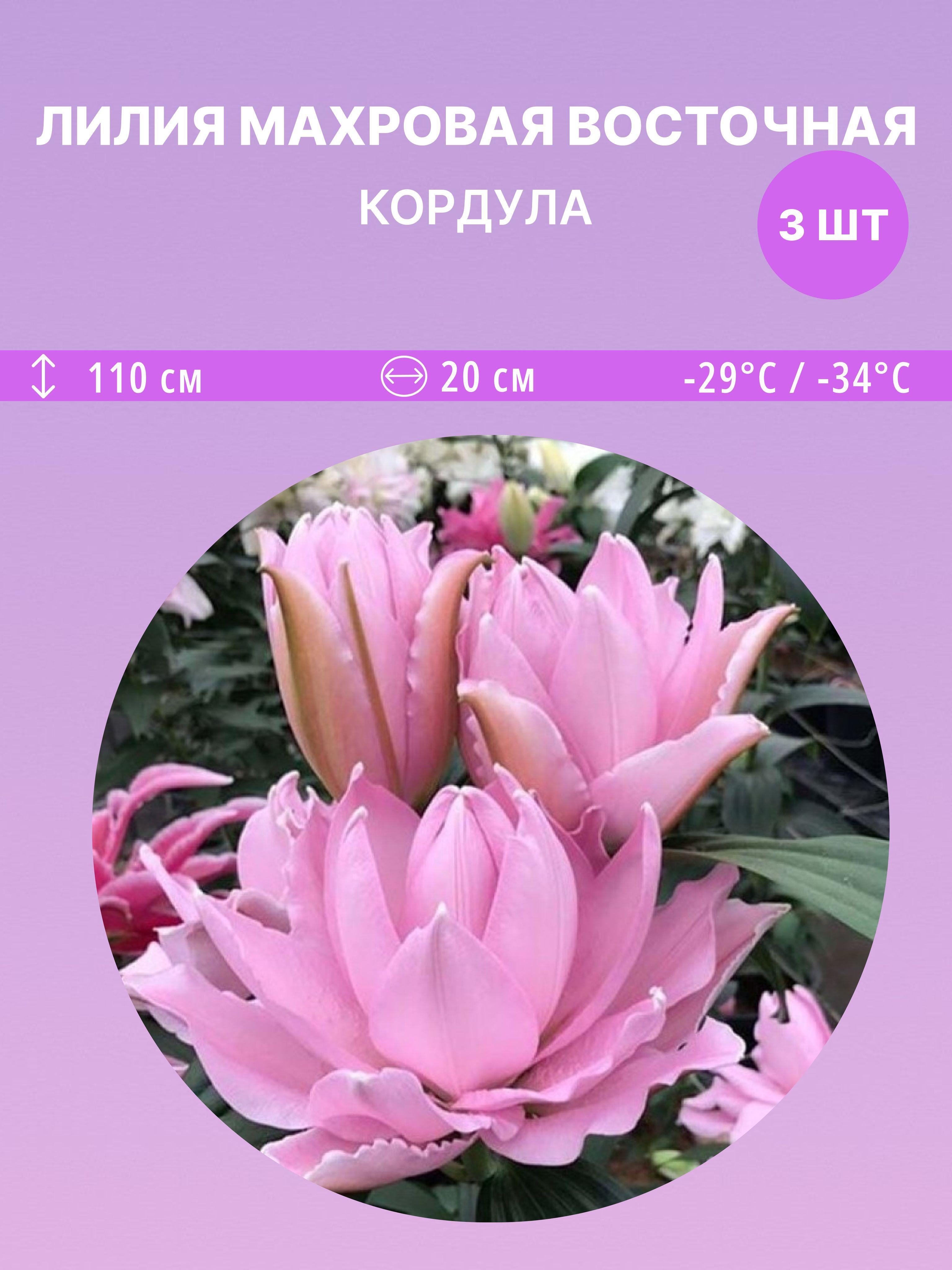 https://cdn1.ozone.ru/s3/multimedia-1-m/7127048398.jpg