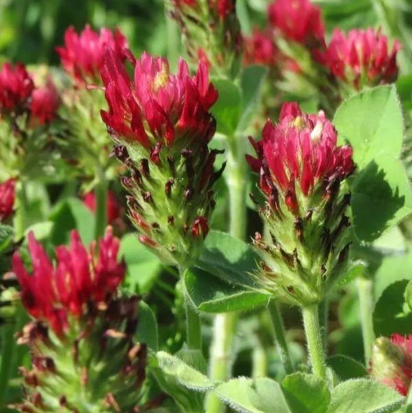 Клевер инкарнатный, Trifolium incarnatum, семена 1000 штук