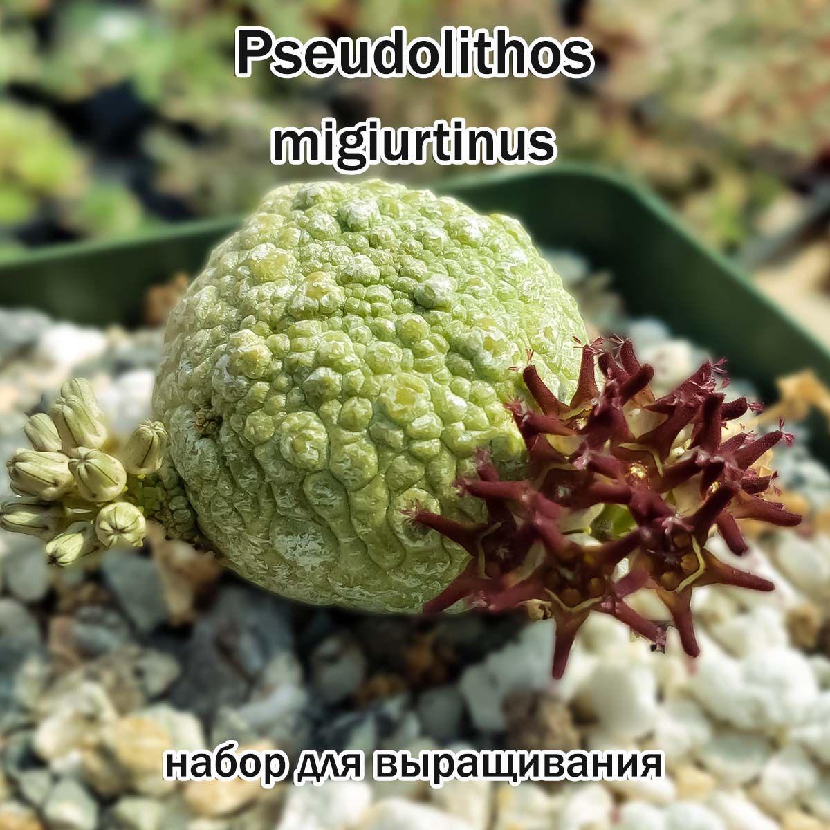 Pseudolithos migiurtinus (живые камни, суккуленты) набор для выращивания (семена, грунт, горшочек, инструкция по посеву).