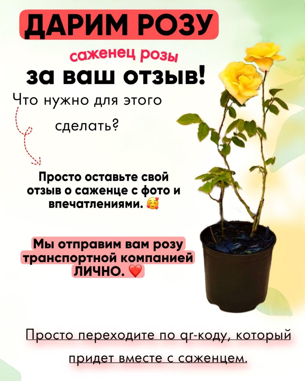 https://cdn1.ozone.ru/s3/multimedia-1-q/7039948346.jpg