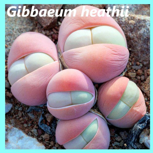 Семена Гиббеум Хита - Gibbaeum heathii (10 шт.)