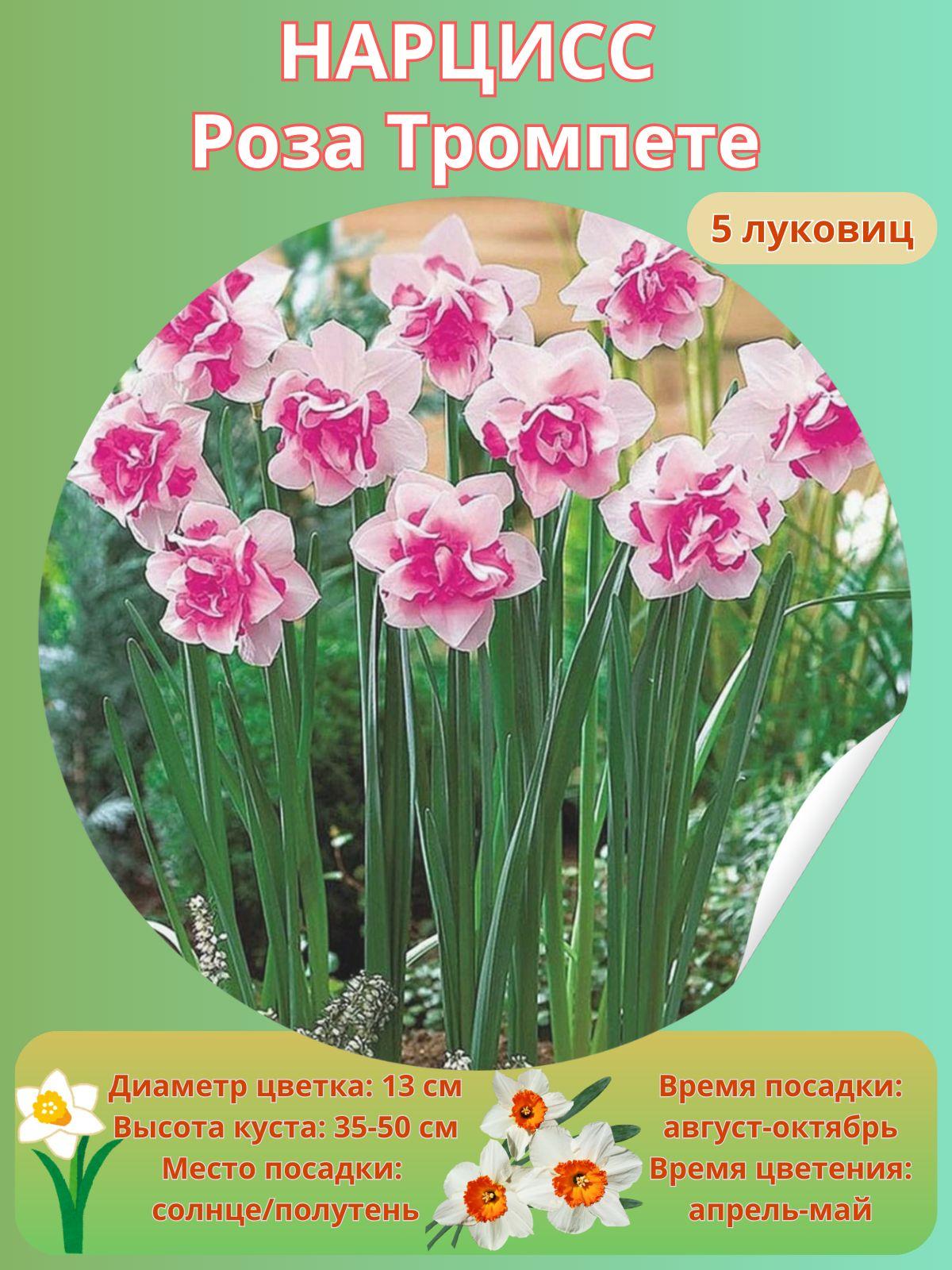 Harvest Garden | Нарцисс крупнокорончатый, многолетние цветы, луковицы 5 шт