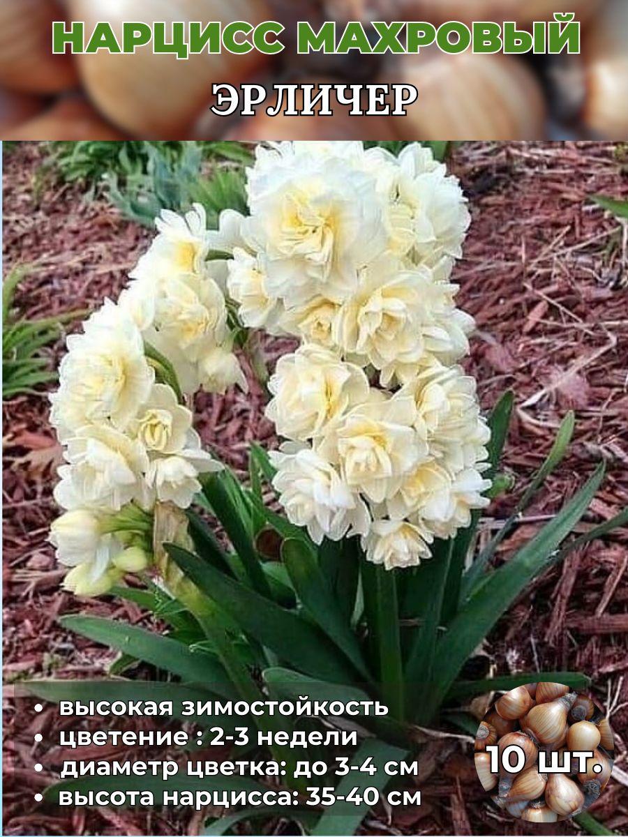 Magic Blooming Garden | Magic Blooming Garden Луковицы,0.15кг