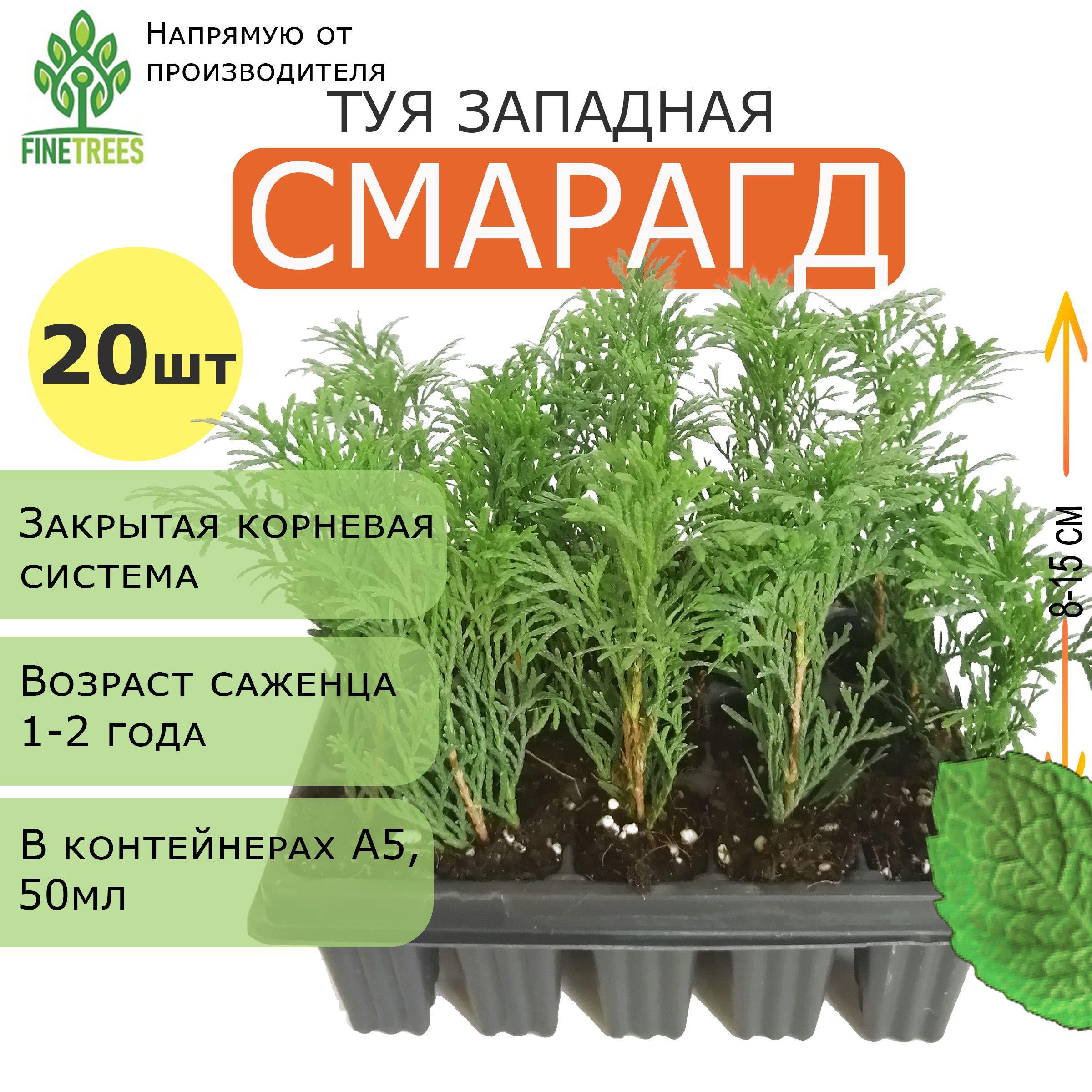 FINETREES | Туя западная Смарагд. 20 штук, А5 (50 мл). Комплект саженцев с закрытой корневой системой.