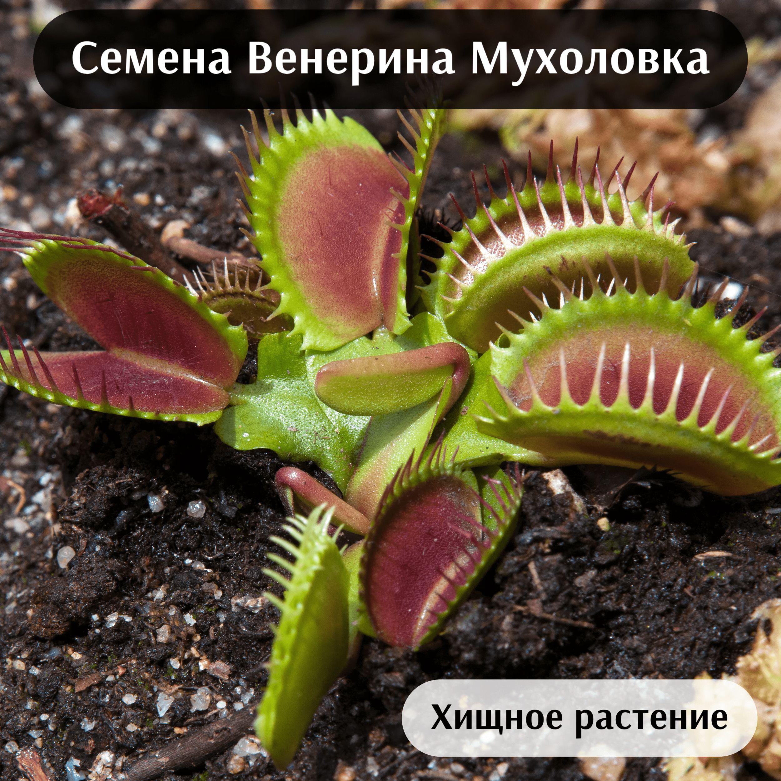 K-lime | Венерина Мухоловка Семена 3шт., хищное растение (Dionaea muscipula)