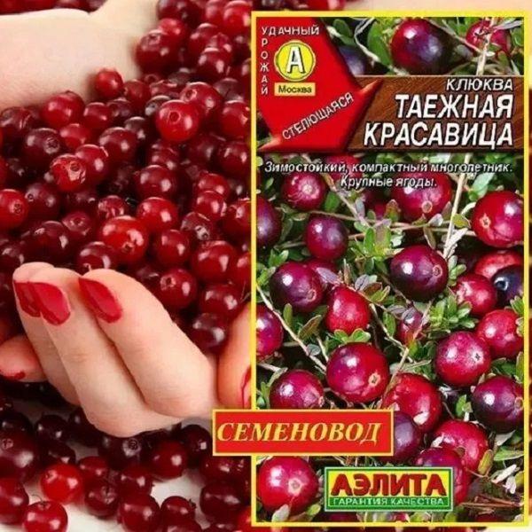 Клюква крупноплодная ТАЕЖНАЯ КРАСАВИЦА - Ягоды крупные, вкус гармоничный сладко-кислый! / Семена 0,02 гр - Агрофирма АЭЛИТА