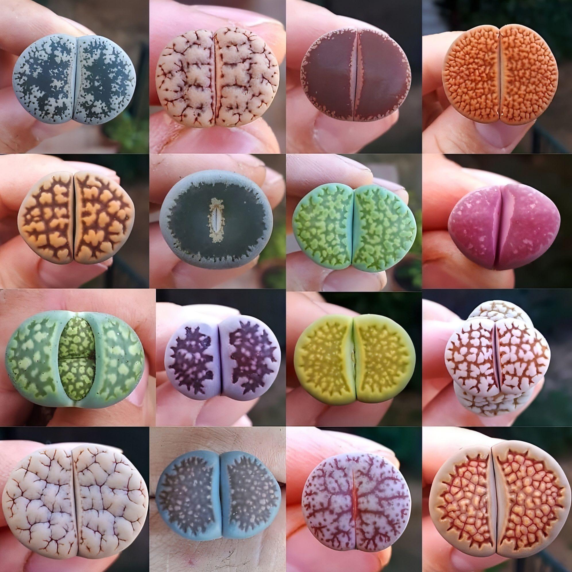 Семена Литопсы микс- Lithops mixed species (10 шт.) сорт ЮАР