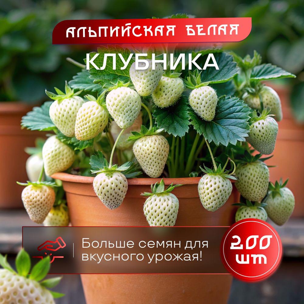 SVN store | Клубника семена балконно-комнатная белая и красная