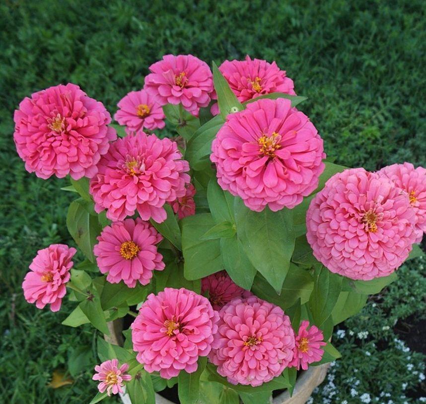 https://cdn1.ozone.ru/s3/multimedia-1-x/6907654185.jpg