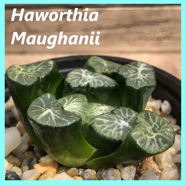 Семена Хавортия - Haworthia Maughanii (3шт.)