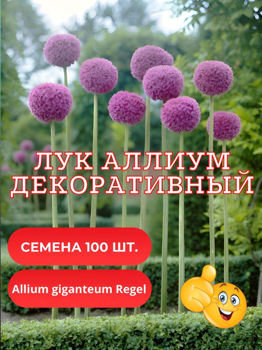 Лук Анзур горный Аллиум гигантский фиолетовый семена 100 шт