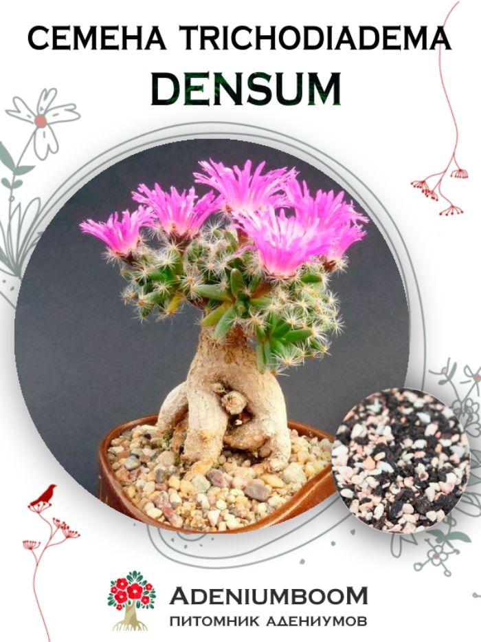 Семена Trichodiadema Densum (5 шт.) / Триходиадема Густая, семена редких экзотических комнатных растений