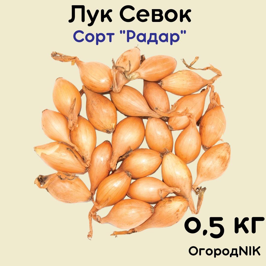 Лук Севок сорт "Радар 0.5 кг.